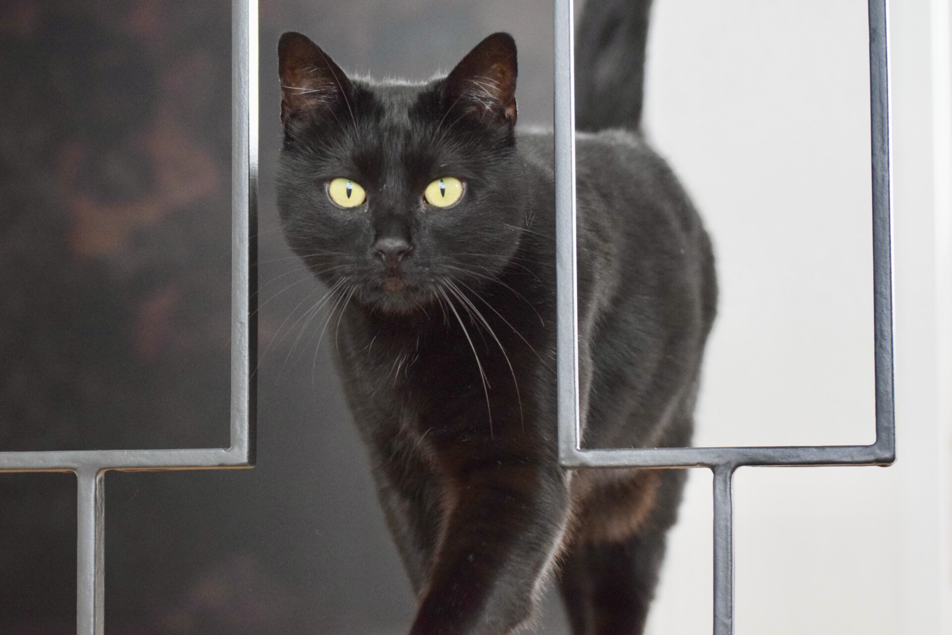 Pablo Hauskater Hochuli-Coaching